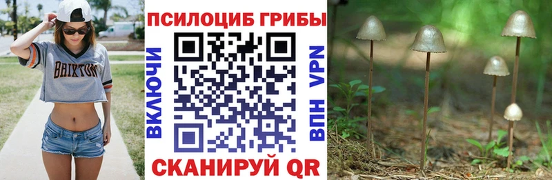как найти наркотики Ефремов Галлюциногенные грибы GOLDEN TEACHER